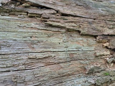 Ağacın eski kabuk dokusu