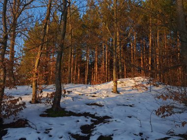 Güneşli bir kış gününde ormanın dikey görüntüsü.