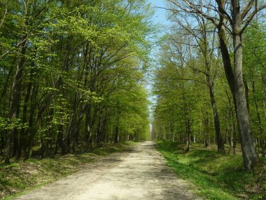 Bahar ormanlarında yol