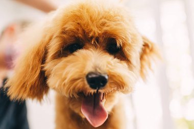 Portrait of a cheerful ginger dog in a grooming salon. High quality photo
