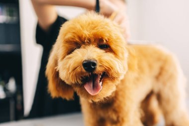Portrait of a cheerful ginger dog in a grooming salon. High quality photo