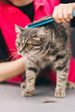 A young woman combs a cats fur in a salon. High quality photo