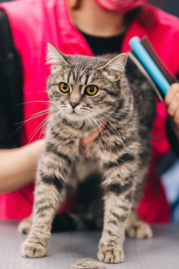 A young woman combs a cats fur in a salon. High quality photo