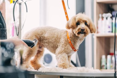Dog haircut in salon. Pet care. High quality photo clipart