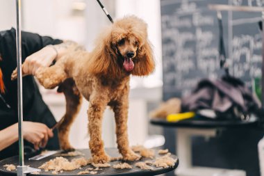 Caring for a dog in the salon. High quality photo