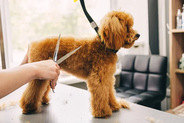 Master Cuts Ginger Dog Scissors High Quality Photo — Stock Photo, Image