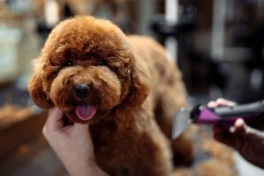 Haircut of a funny red dog in a grooming salon. High quality photo