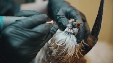Profesyonel köpek diş bakımı. Hayvanların dişlerini temizliyorum. Yüksek kalite 4k görüntü
