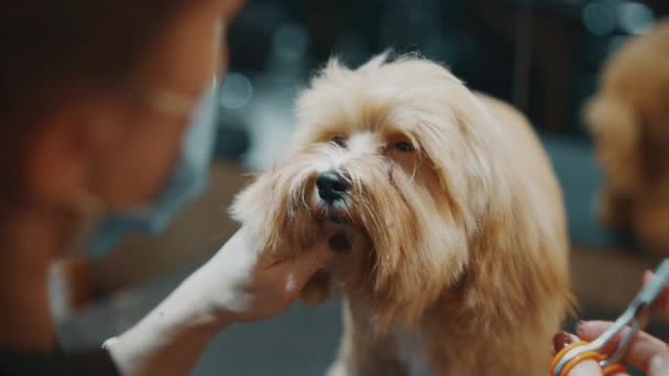 Das Herrchen Hat Salon Einen Weißen Hund Getrimmt Tierfellpflege Hochwertiges — Stockvideo