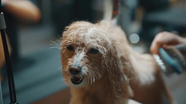 Στεγνώνει Σκύλο Αφού Κάνει Μπάνιο Υγρό Ικανοποιημένο Σκυλί Υψηλής Ποιότητας — Αρχείο Βίντεο
