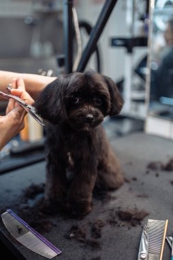 Haircut of a small black dog. High quality photo