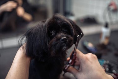 Haircut of a small black dog. High quality photo