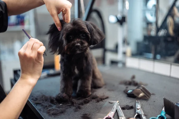 Haircut of a small black dog. High quality photo