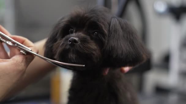 Haircut Small Black Dog High Quality Footage — Video