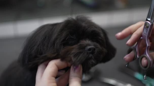 小さな黒い犬の毛切り 高品質4K映像 — ストック動画
