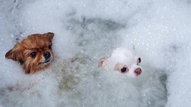 İki köpek kaplıcaya gider. Bir chihuahua ve bir spitz köpük banyosu yapıyorlar. Yüksek kalite 4k görüntü