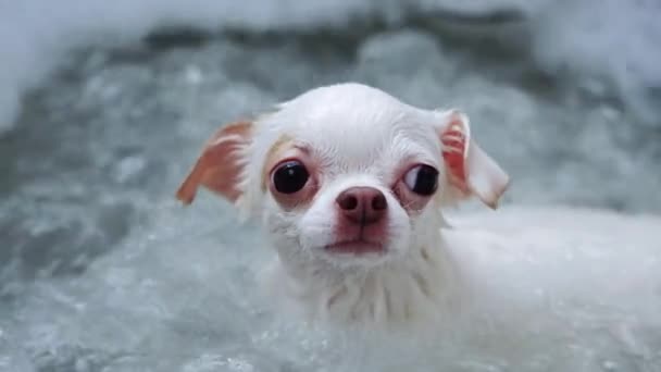 Chihuahua Branco Banho Espuma Cão Spa Imagens Alta Qualidade — Vídeo de Stock