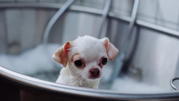 Białe Chihuahua Kąpieli Bąbelkami Pies Spa Wysokiej Jakości Materiał — Wideo stockowe