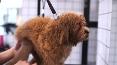 Bir Maltipoo köpeğini yıkamak ve kurutmak. Maltipoo cinsini önemsiyorum. Yüksek kalite 4k görüntü