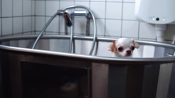 Маленькая Чихуахуа Выглядывает Ванной Собака Проходит Водные Процедуры Высококачественные Кадры — стоковое видео