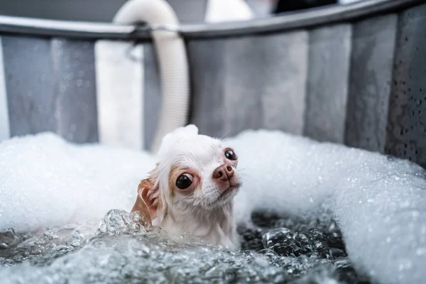 Ein Kleiner Weißer Chihuahua Nimmt Einem Wellness Salon Ein Schaumbad — Stockfoto