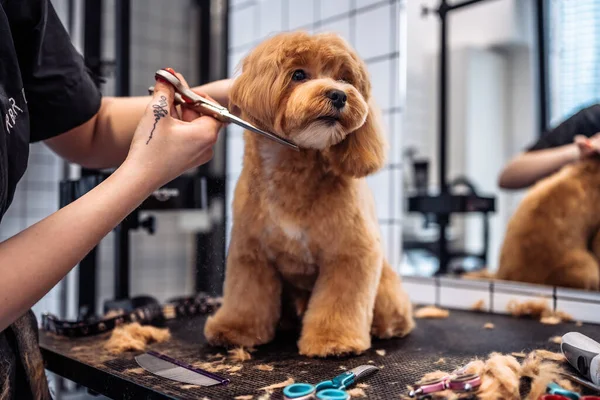 Kapsel Van Een Maltipoo Hond Uit Een Grooming Salon Hoge — Stockfoto
