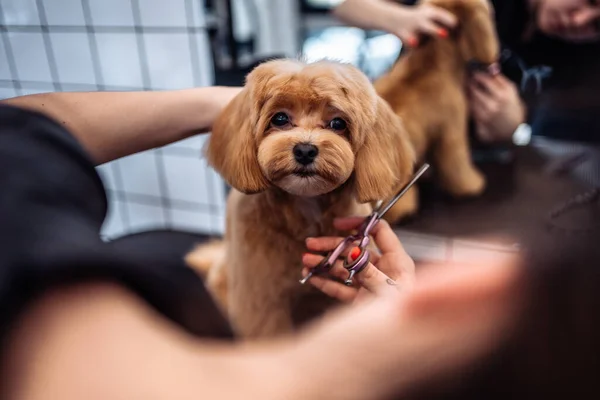 グルーミングサロンからのマルティプー犬のヘアカット 高品質の写真 — ストック写真