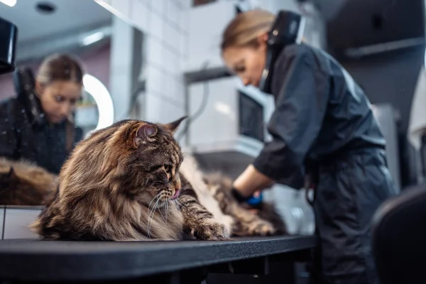 몸단장하는 미용실에서 고양이를 만난다 고품질 — 스톡 사진