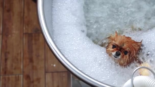 Spitz Bubble Bath Spa Salon Animals High Quality Footage — Stock Video