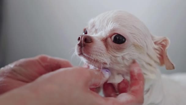 Usta Bir Tımarcı Bir Chihuahua Yıkar Yüksek Kalite Görüntü — Stok video