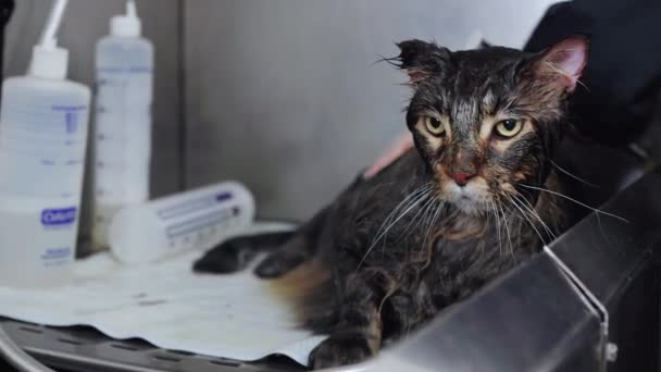 Αρχιφροντιστής Πλένει Γάτα Δυσαρεστημένη Γάτα Υψηλής Ποιότητας Πλάνα — Αρχείο Βίντεο