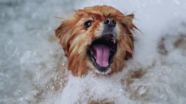 泡風呂で汗をかく 動物のためのスパサロン 高品質4K映像 — ストック動画