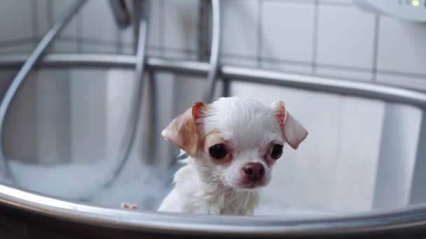 Toto Video Ukazuje Bílou Chihuahua Podstupující Ošetření Včetně Jacuzzi Koupel — Stock video