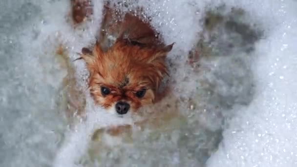 Een Kleine Rode Spitz Hond Geniet Van Een Bubbelbad Met — Stockvideo