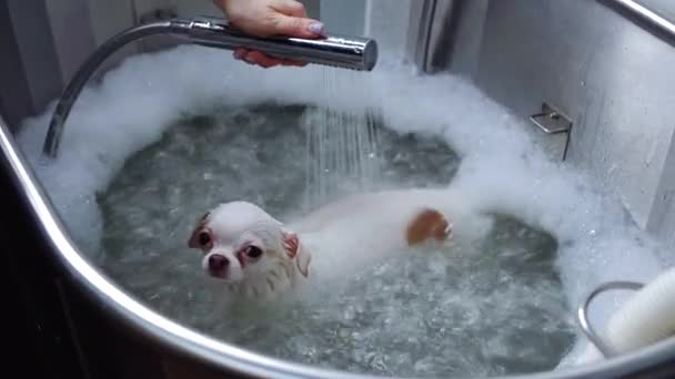 Ten Film Pokazuje Białego Chihuahua Otrzymującego Zabieg Pielęgnacji Tym Kąpiel — Wideo stockowe