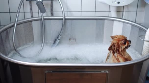 Mały Czerwony Pies Spitz Korzysta Kąpieli Bąbelkowej Szamponem Masażem Salonie — Wideo stockowe