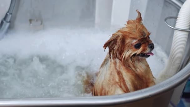 小さな赤いスピッツ犬がグルーミングサロンでシャンプーとマッサージでバブルバスを楽しんで 清潔で幸せなペットになります 高品質4K映像 — ストック動画