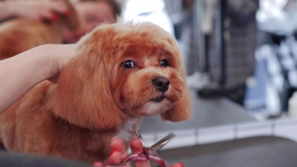 Seorang Groomer Dengan Ahli Memangkas Bulu Anjing Merah Dengan Presisi — Stok Video