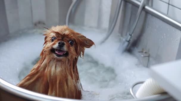 小さな赤いスピッツ犬がグルーミングサロンでシャンプーとマッサージでバブルバスを楽しんで 清潔で幸せなペットになります 高品質4K映像 — ストック動画