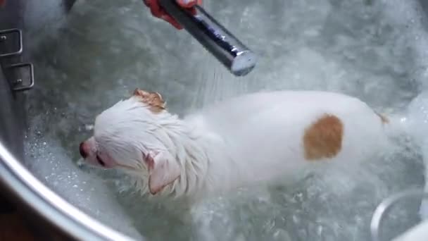 Este Vídeo Mostra Chihuahua Branco Recebendo Tratamento Preparação Incluindo Banho — Vídeo de Stock