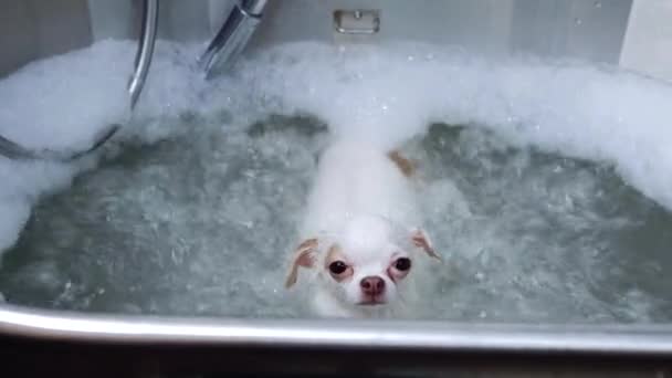 Een Kleine Witte Hond Neemt Een Verfrissend Bad Chique Verzorgingssalon — Stockvideo