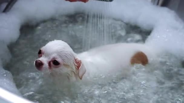 Маленькая Белая Собачка Купается Освежающей Ванне Высококлассном Салоне Уходу Кожей — стоковое видео