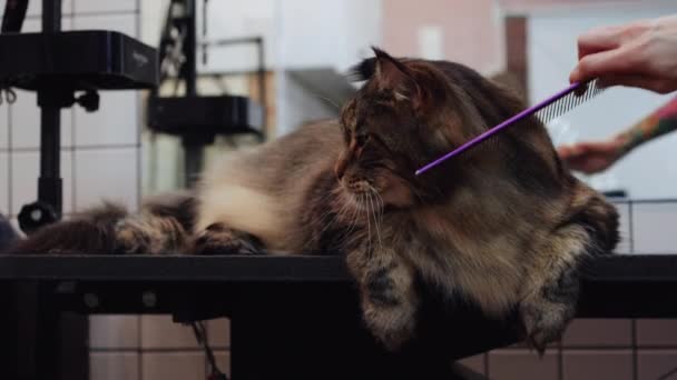 Groomer Carefully Brushes Majestic Cat Providing Utmost Care Comfort High — Stock Video