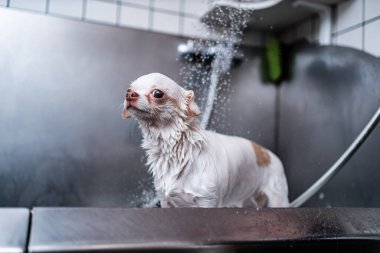 Küçük beyaz bir köpek, bir kuaförde lüks bir spa deneyimi yaşıyor. Orada banyo yapabiliyor. Yüksek kalite fotoğraf