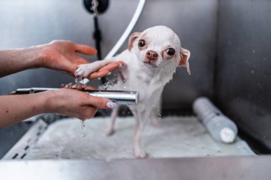 Küçük beyaz bir köpek, bir kuaförde lüks bir spa deneyimi yaşıyor. Orada banyo yapabiliyor. Yüksek kalite fotoğraf