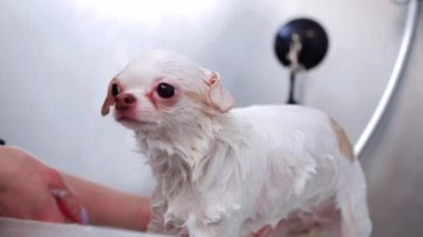 Küçük beyaz bir köpek lüks kuaförde serinletici bir küvete girip kendini en iyi spa tedavileriyle şımartıyor. Yüksek kalite 4k görüntü