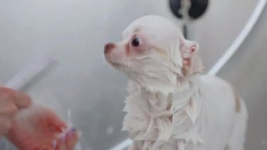 Küçük beyaz bir köpek lüks kuaförde serinletici bir küvete girip kendini en iyi spa tedavileriyle şımartıyor. Yüksek kalite 4k görüntü