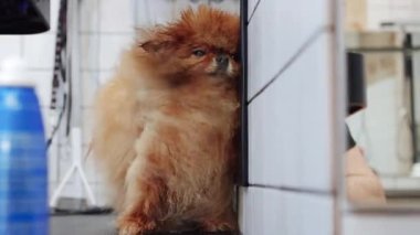 Tımarcı, tazeleyici bir banyodan sonra köpeğinin tüylü kürkünü ustalıkla kurutur. Köpeğin tüylerinin temiz, kuru ve güzel bakımlı olmasını sağlar. Yüksek kalite 4k görüntü