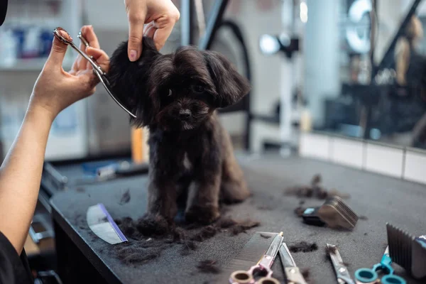 Haircut Small Black Dog High Quality Photo — Photo