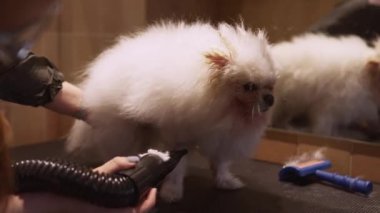 Yıkandıktan sonra köpeği kurutmak. Yüksek kalite 4k görüntü